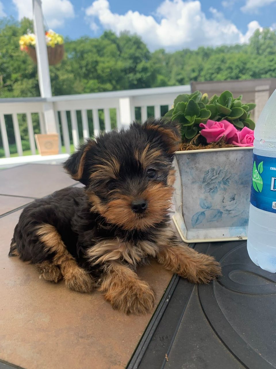 Yorkshire Terrier Max